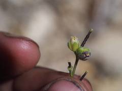 Boechera platysperma