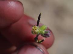 Boechera platysperma