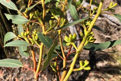 Eucalyptus phenax