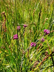 Comesperma retusum