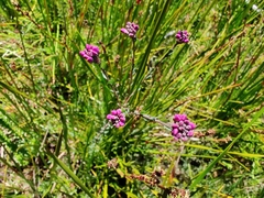 Comesperma retusum