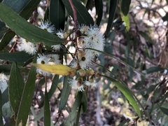Eucalyptus porosa