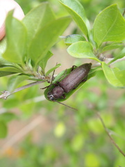 Cephalallus unicolor