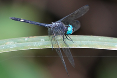 Micrathyria atra