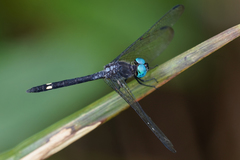 Micrathyria atra