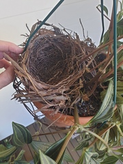 Colluricincla harmonica