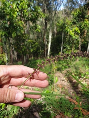 Cenchrus caliculatus