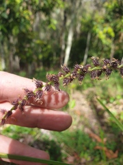 Cenchrus caliculatus