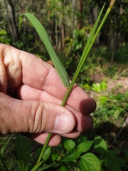 Cenchrus caliculatus