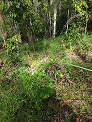 Cenchrus caliculatus