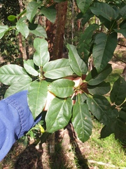 Sterculia quadrifida
