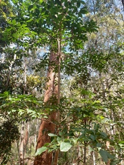 Sterculia quadrifida