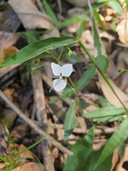 Aneilema acuminatum