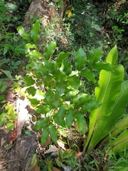 Toechima tenax