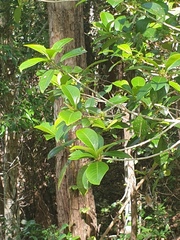 Acronychia pauciflora