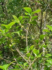 Acronychia pauciflora