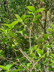 Acronychia pauciflora