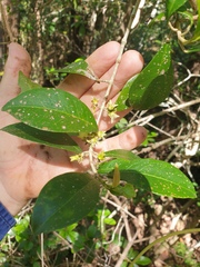 Acronychia pauciflora