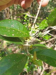 Acronychia pauciflora