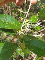 Acronychia pauciflora