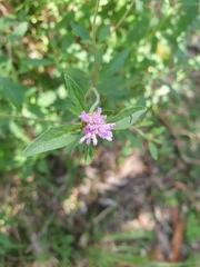 Centratherum riparium