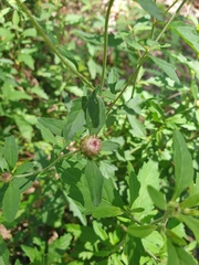 Centratherum riparium