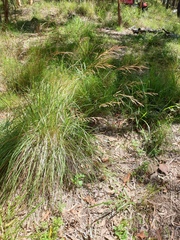Sorghum leiocladum