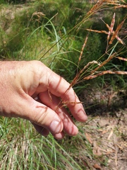 Sorghum leiocladum