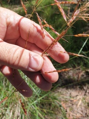 Sorghum leiocladum