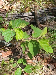 Grewia latifolia