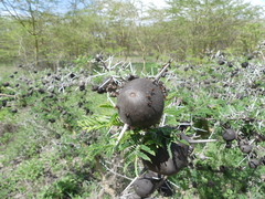 Crematogaster acaciae