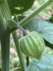 Physalis peruviana