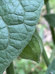 Physalis peruviana