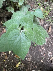 Physalis peruviana