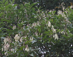 Fraxinus griffithii