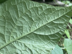 Physalis peruviana