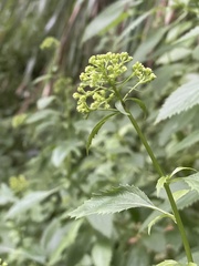 Trachelium caeruleum