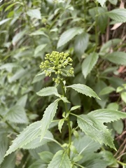 Trachelium caeruleum