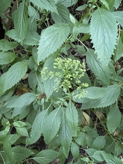 Trachelium caeruleum