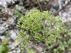 Trachelium caeruleum