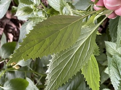 Trachelium caeruleum