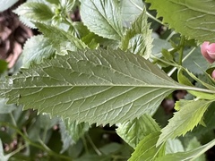 Trachelium caeruleum