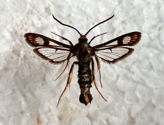 Chamaesphecia hungarica