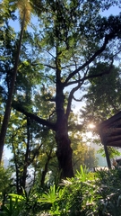 Podocarpus neriifolius