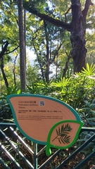 Podocarpus neriifolius