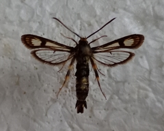 Chamaesphecia hungarica