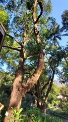 Podocarpus neriifolius