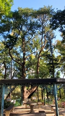 Podocarpus neriifolius