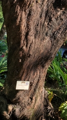 Podocarpus neriifolius