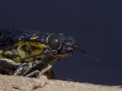 Cyphogastra semipurpurea